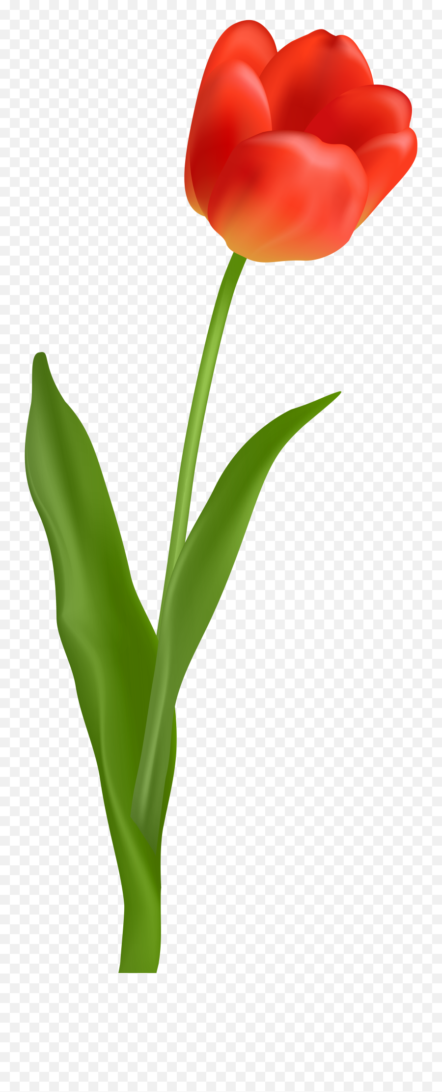 Download Flower With Stem Png Picture - Red Tulip Flower Png,Stem Png