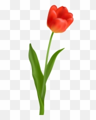 Download Flower With Stem Png Picture - Red Tulip Flower Png,Stem Png
