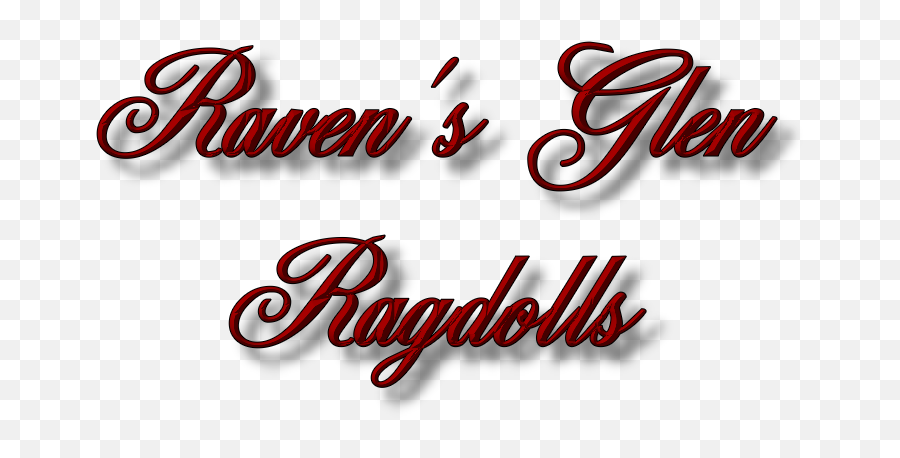 Traditional Ragdoll Kittens Rhode - For Holiday Png,Ragdoll Logos