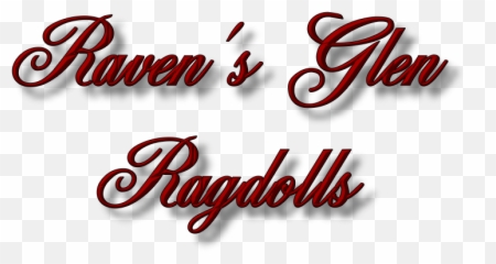 Traditional Ragdoll Kittens Rhode - For Holiday Png,Ragdoll Logos