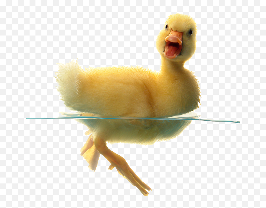 Duck In Water Png - Baby Duck Pussy Lip Tacos,Duck Transparent Background