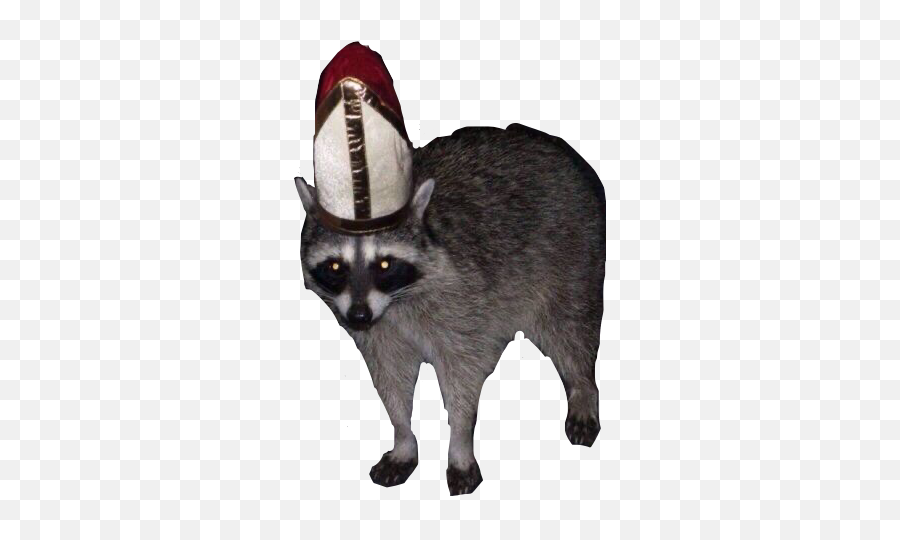 Popular And Trending Uhhh Stickers - Pope Racoon Png,Raccoon Emoji Icon