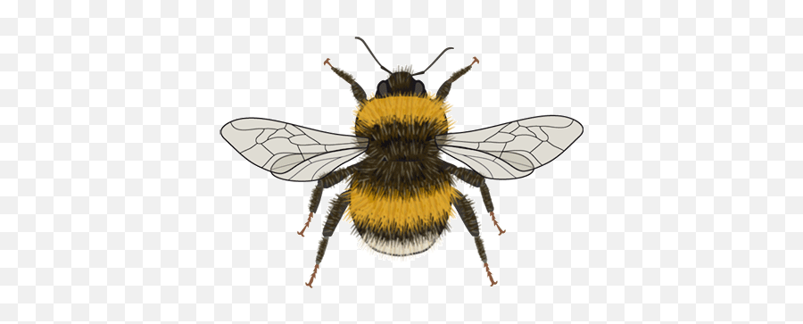 Bee Icons Cc - Bync Bartomeus Lab Parasitism Png,Bumblebee Icon