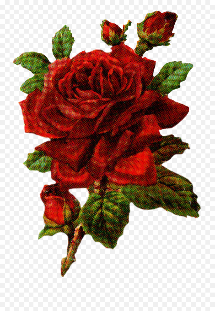 Royalty Free Large Red Rose Graphic - Vintage Red Rose Png,Red Rose Transparent