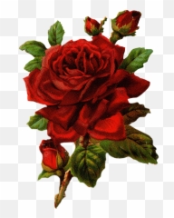 Royalty Free Large Red Rose Graphic - Vintage Red Rose Png,Red Rose Transparent