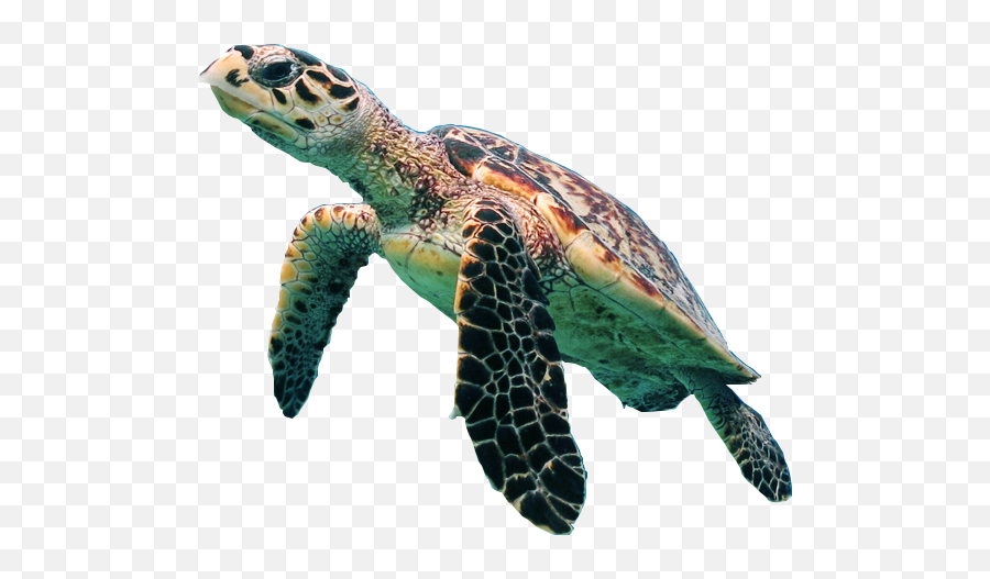 Turtle Free Png Transparent Image - Transparent Background Sea Turtle Png,Cute Turtle Png