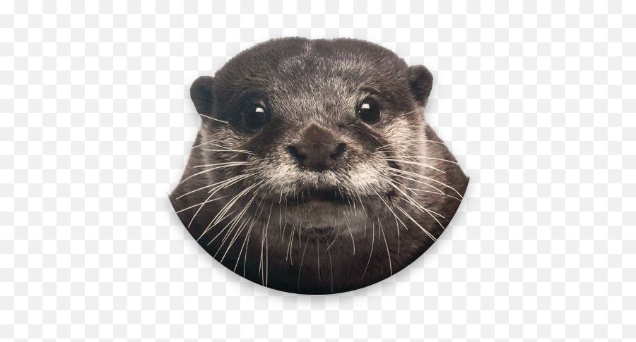 Cute Otter Soundboard Apk 10 - Download Apk Latest Version North American River Otter Png,Sea Otter Icon