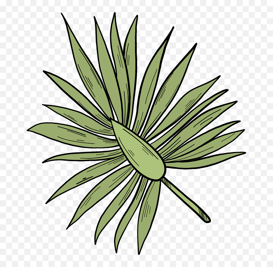 Olives - Mexican Pinyon Png,Tree Bark Png