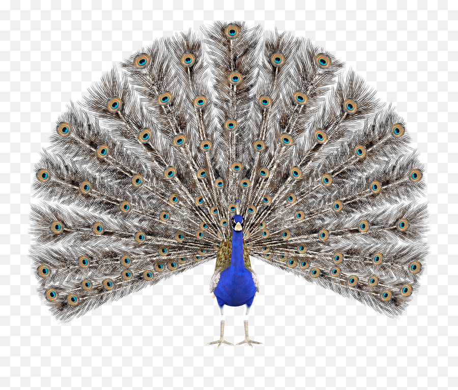 Peacock Png Clipart And Images - Easy 10 Lines On Peacock In English,Stock Photo Png