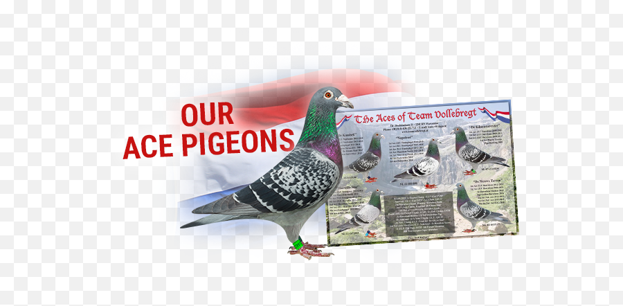Home - Team Vollebregt Stock Dove Png,Pigeons Png