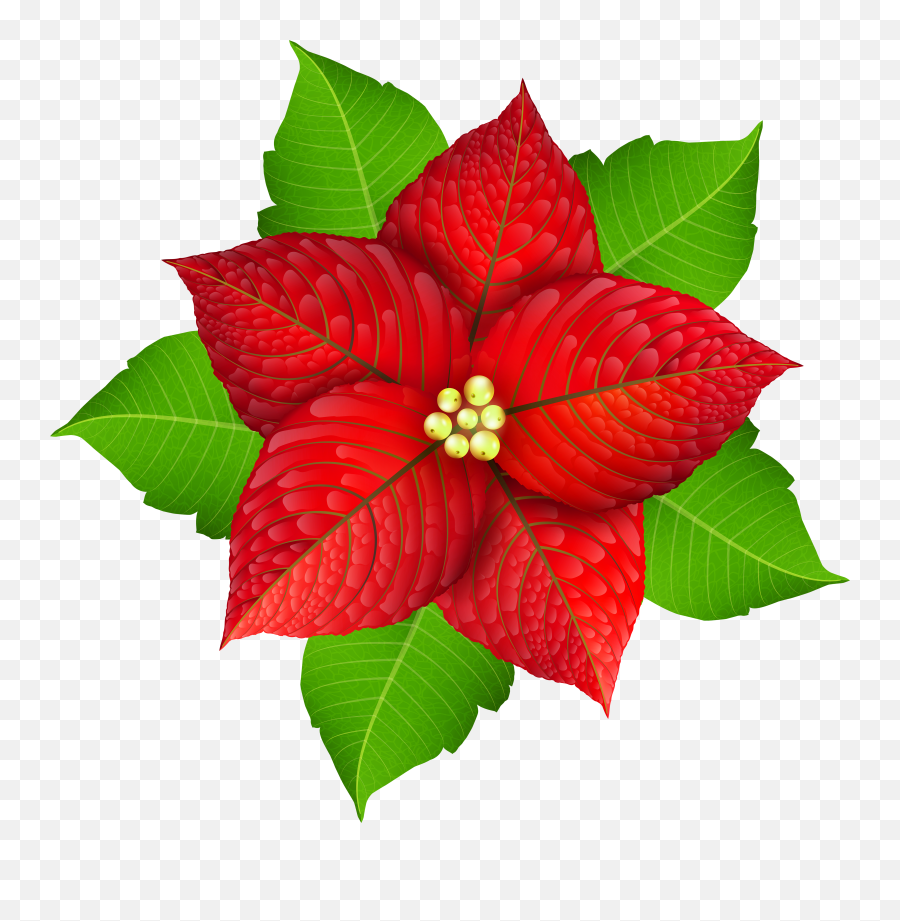 Christmas Transparent Png Image Gallery - Poinsettia Image Cartoon,Poinsettia Png