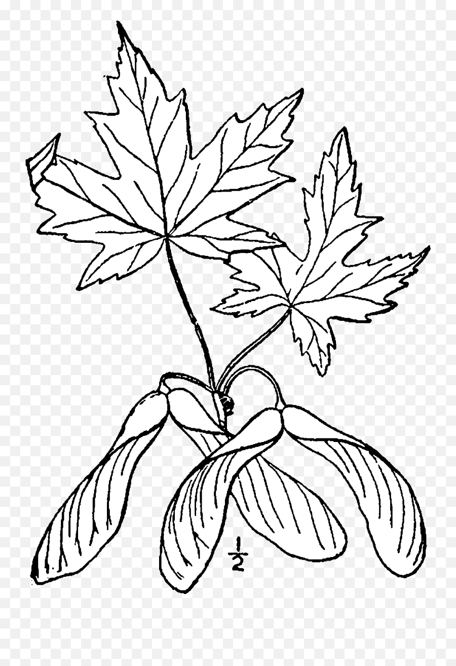 Download Acer Saccharinum Drawing - Silver Maple Leaf Drawing Png,Japanese Maple Png