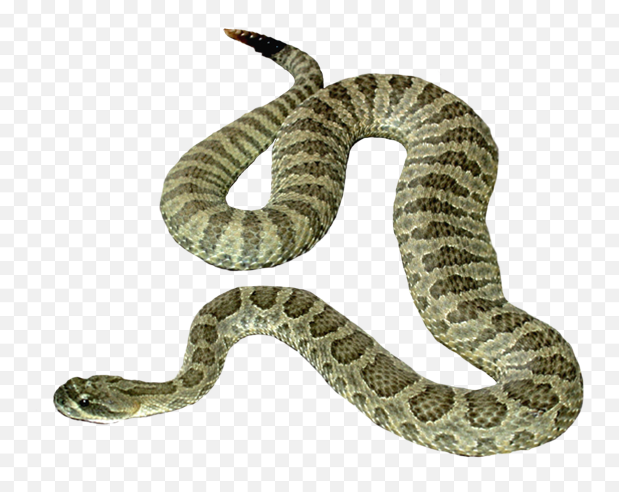 Snake Png Image Picture Download Free - Transparent Background Snake Transparent,Snake Scales Png