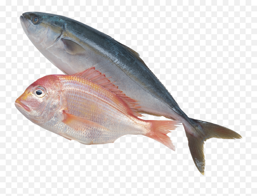 Download Fish Silhouette - Sea Fish Png Full Size Png Sea Fish Images Png,Fish Silhouette Png