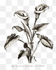 Download Calla Lily Clipart Vintage - Drawn Calla Lily No Calla Lily Bush Drawing Png,Lily Transparent Background