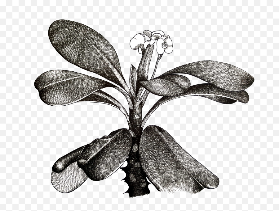 Pen And Flower Illustration - Jarrod Hall Art Euphorbia Flower Drawing Png,Flower Illustration Png