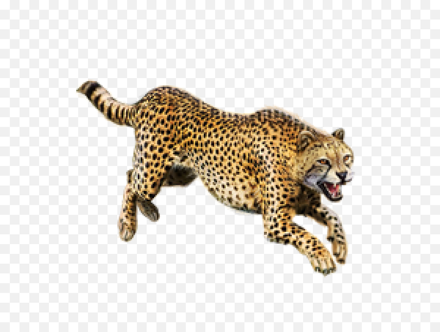 Free Png Images - Cheetah Png,Cheetah Png