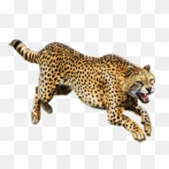 Free Png Images - Cheetah Png,Cheetah Png