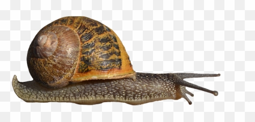 Portable Network Graphics Snails And - Slug And Snail Clipart Png,Slug Png