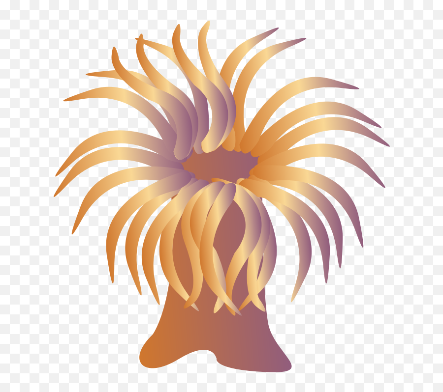 Download Free Png Sea - Sea Anemone Clipart,Anemone Png