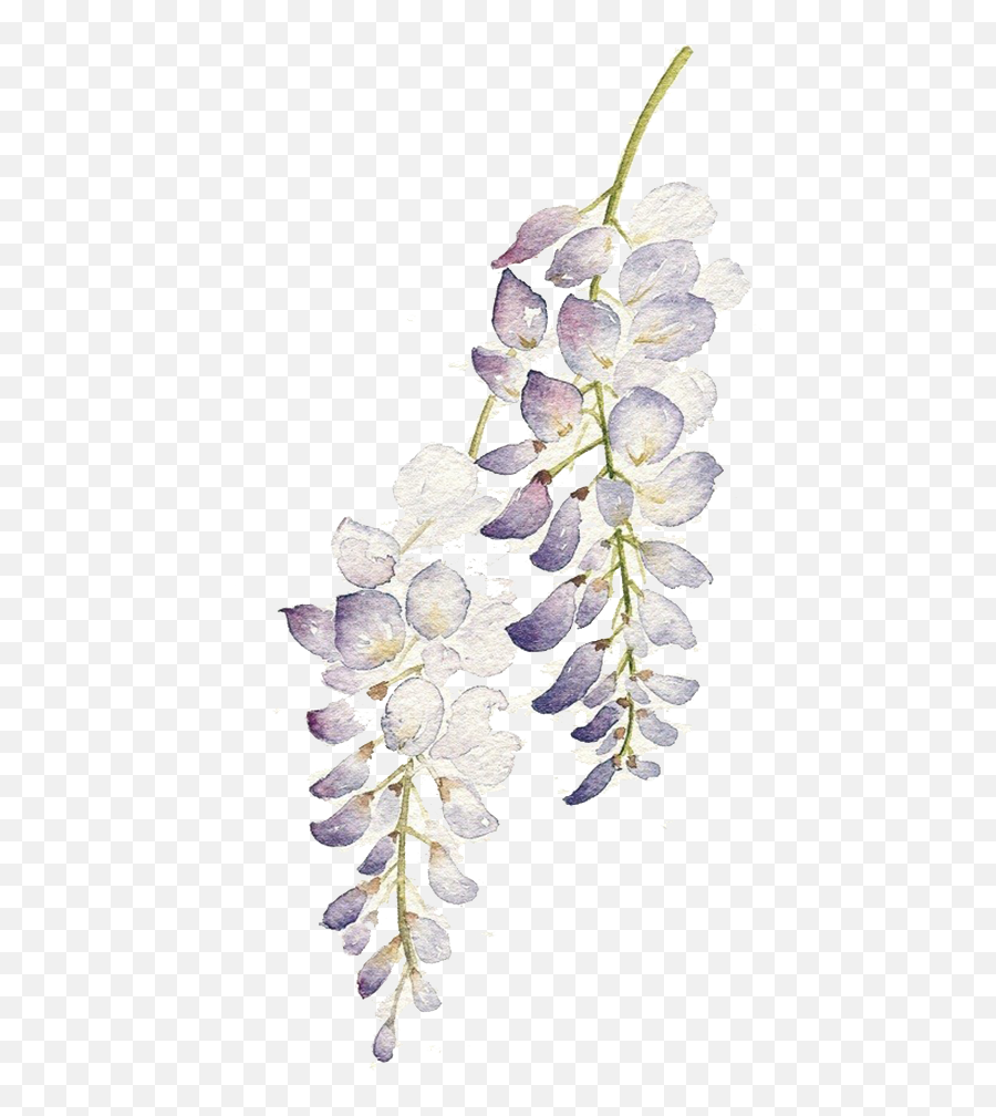 Pin - Watercolor Flower Purple Png,Purple Watercolor Png