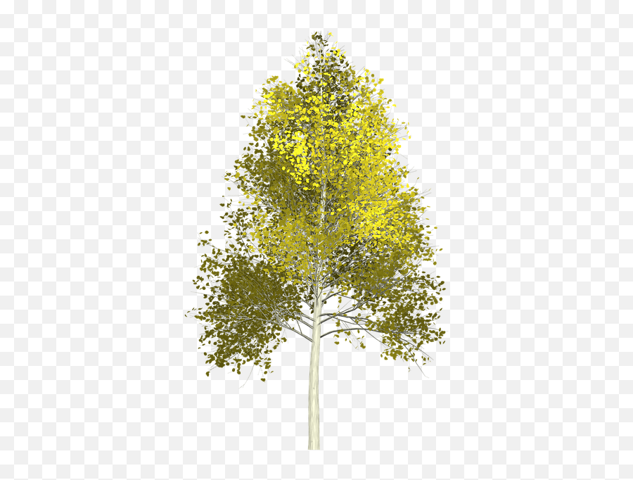 Aspen Trees Png U0026 Free Treespng Transparent Images - Aspen Tree Png,Tree Cutout Png