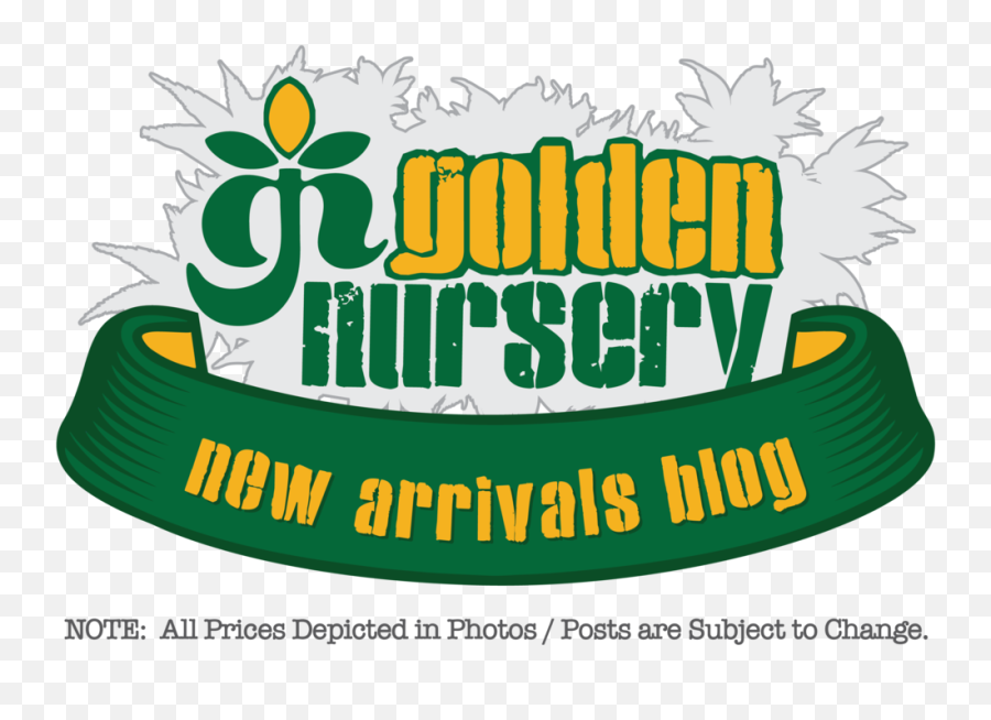 71 New Arrivals Shrubs Edibles Plumeria Hibiscus Png Flower