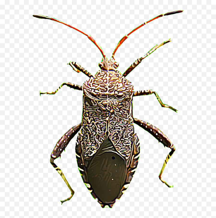 Identify And Control Squash Bugs - Squash Bug Clipart Png,Transparent Bug