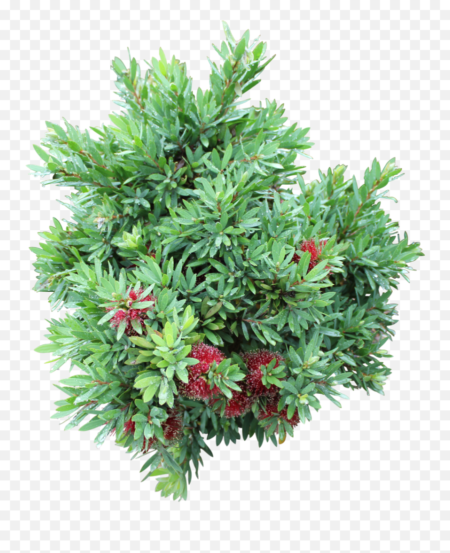 Ozbreed Shrub And Groundcover Varieties - Evergreen Png,Ground Cover Png