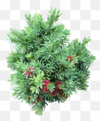 Ozbreed Shrub And Groundcover Varieties - Evergreen png