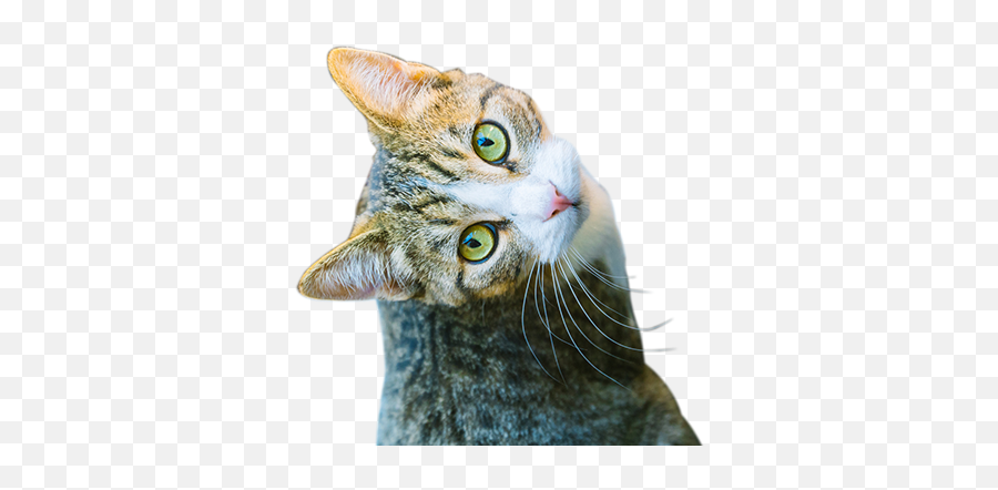 Contact The Cat Doctor In Houston Tx - Domestic Cat Png,Cat Nose Png