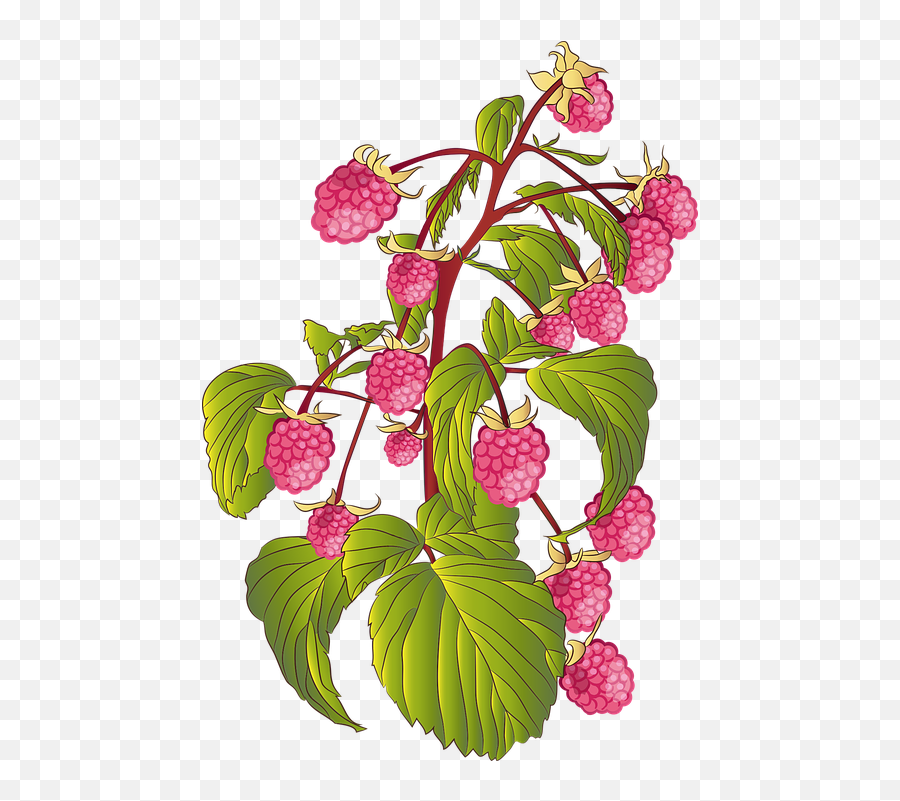Fruit Raspberry Raspberries Summer - Free Vector Graphic On Raspberry Png,Raspberry Png