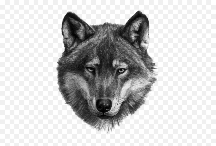 White Wolf Png - Wolf Turan Ülkeleri 20868 Vippng Wolf Face,White Wolf Png