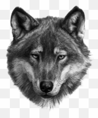 White Wolf Png - Wolf Turan Ülkeleri 20868 Vippng Face