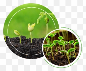 4 Factors That Affect Plant Growth U2013 Ecogardener - Growing Seed png