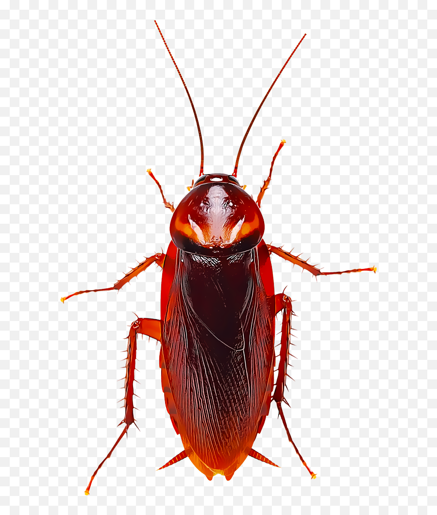 Identify And Control Cockroaches Perimeter Treatment - Bermuda Cockroaches Png,Cockroach Png