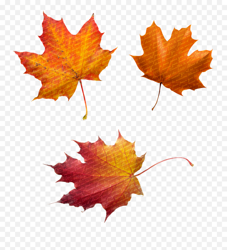 Free Photo Botanical Nature Glitter Fall Leaves Autumn - Max Herbst Blätter Png,Fall Leaf Png