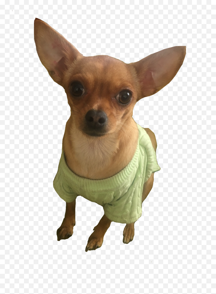 Chihui Sticker - Chihuahua Full Size Png Download Seekpng Prague Ratter Png,Chihuahua Png