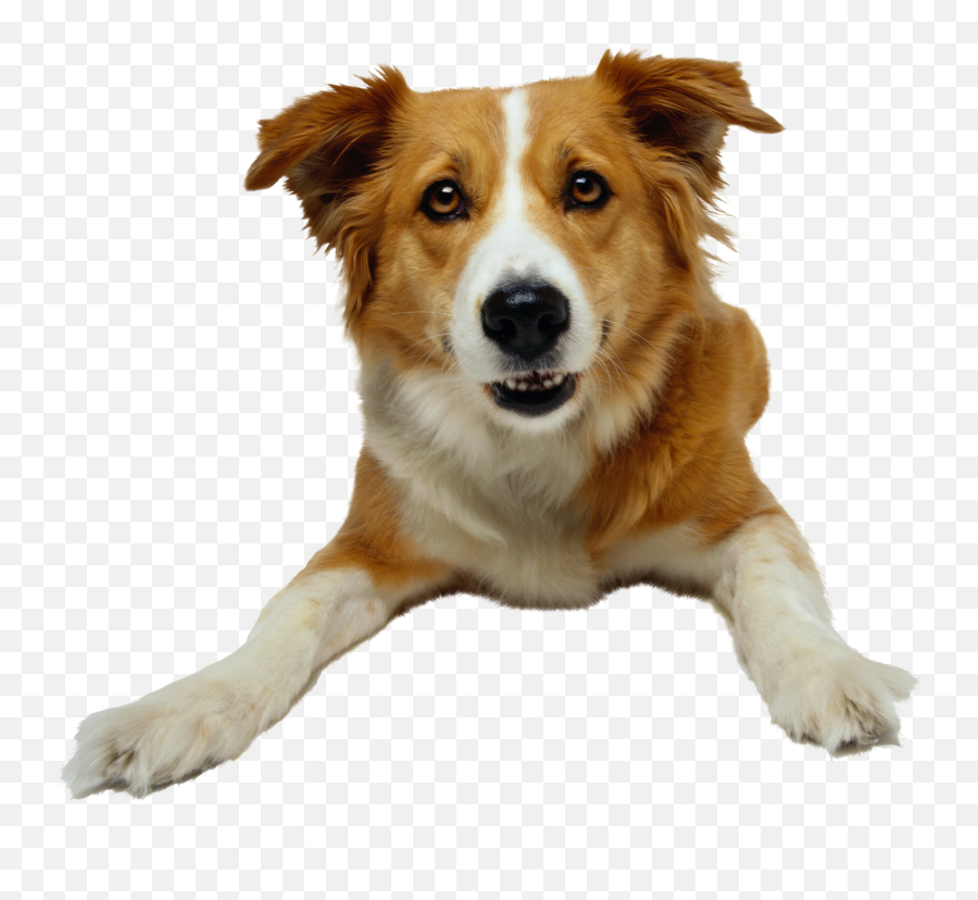 Download Brown And White Dog Png Transparent Background - Brown And White Dog Png,Sad Dog Png