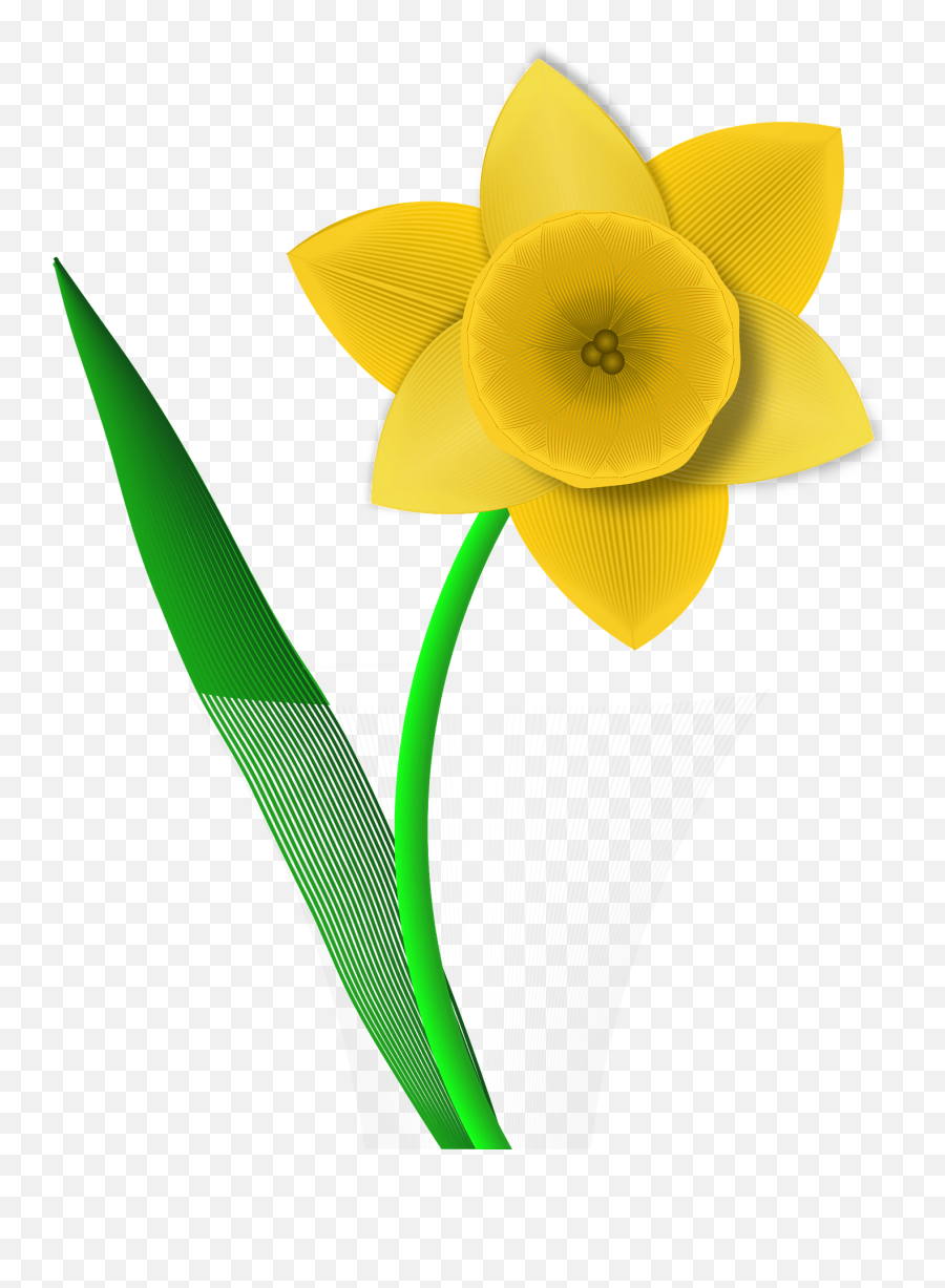 Yellow Daffodil Clipart - Daffodil Clipart Png,Daffodil Png