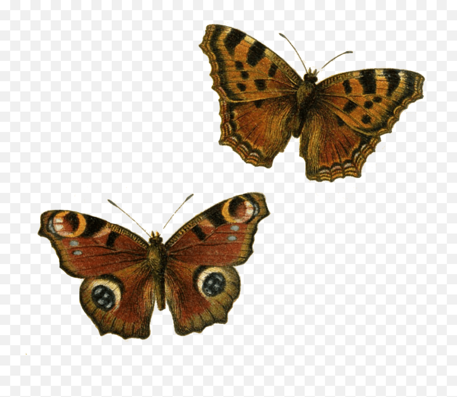 Brown Butterflies Transparent Png - Clear Background Butterfly Clip Art,Butterflies Transparent