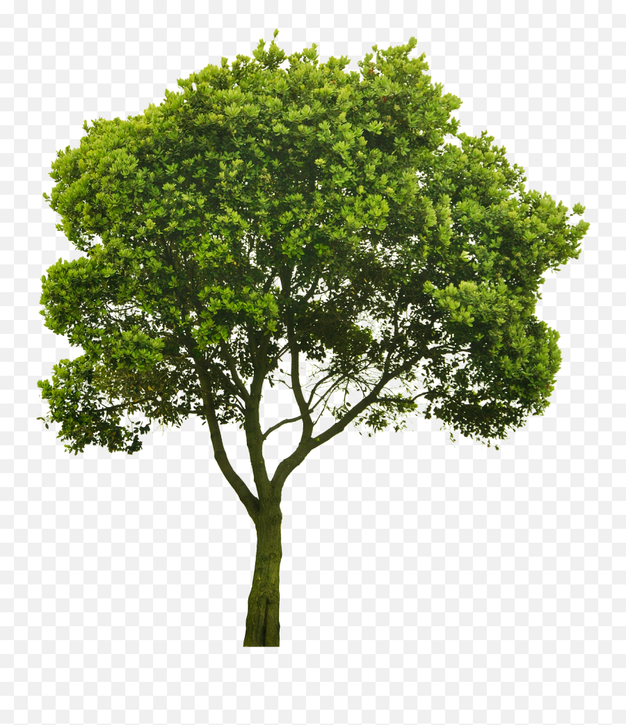 Oak Tree - Tree Png Hd Architecture Transparent Png Transparent Elm Tree Png,Oak Tree Png