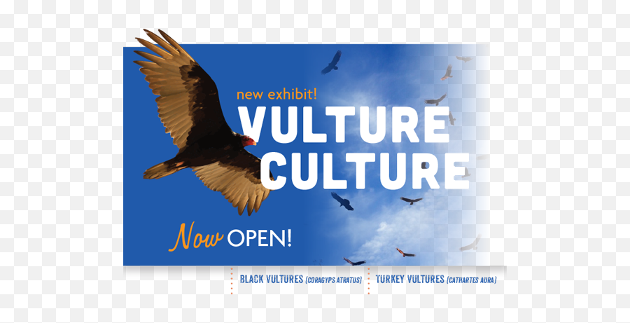 Vulture Culture - Sea Eagle Png,Vulture Transparent