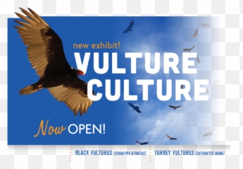 Vulture Culture - Sea Eagle Png,Vulture Transparent