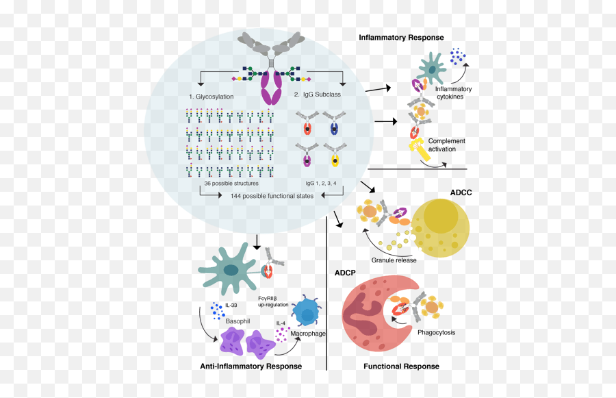 Novel Insights Into Antibody Protection Mechanisms Mark A - Dot Png,Antibody Png