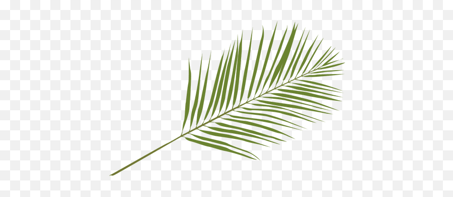 Phoenix Palm Leaf Illustration - Transparent Png U0026 Svg Hoja De Palma Png,Palm Branch Png