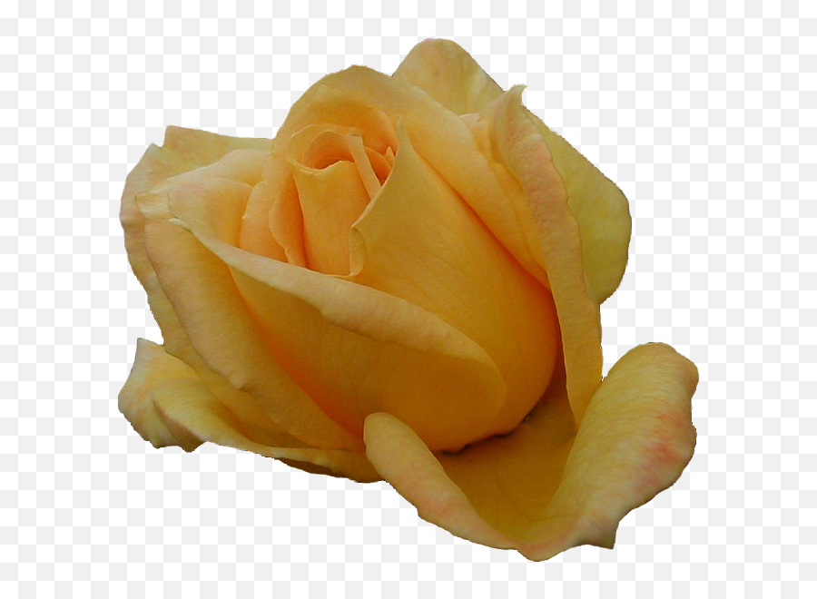 Just Our Pictures Of Roses Site Index - Garden Roses Png,Yellow Roses Png