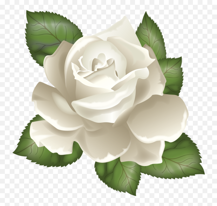 White Rose Vector Png Image With No - White Rose Clipart Png,Rose Vector Png