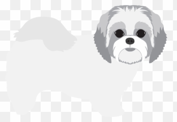 Shih Tzu - White Shih Tzu Clip Art Png,Shih Tzu Png