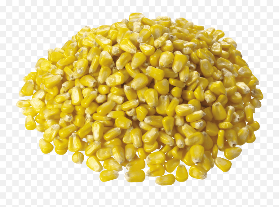 Corn Png Image - Purepng Free Transparent Cc0 Png Image Corn Png,Candy Corn Png